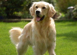 Golden retriever, Trawnik