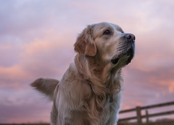 Golden Retriever, Niebo