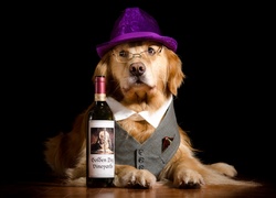 Golden retriever w kamizelce i kapeluszu siedzi przy stole z butelką wina