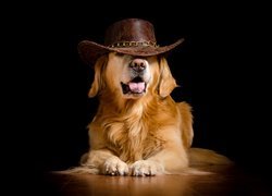 Śmieszne, Pies, Golden retriever, Kapelusz