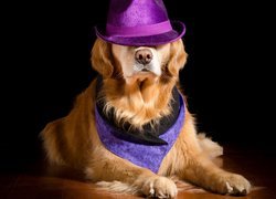 Pies, Golden retriever, Kapelusz, Ciemne, Tło