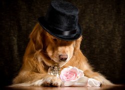 Golden retriever w kapeluszu przy róży