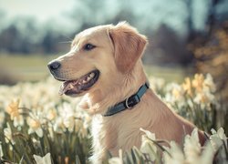 Pies, Golden retriever, Kwiaty