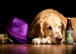 Golden retriever, Okulary, Butelka, Kapelusz