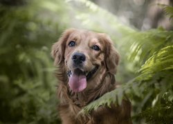 Pies, Golden Retriever, Paprocie