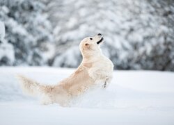 Golden retriever, Śnieg