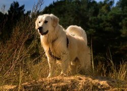 Pies, Golden retriever, Szelki, Trawa, Rośliny