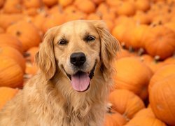 Golden retriever wśród dyń