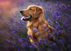 Pies, Golden retriever, Język, Kwiaty, Lawenda