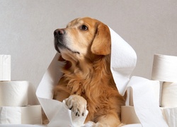 Golden retriever wśród rolek papieru