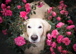 Golden retriever wśród różowych róż