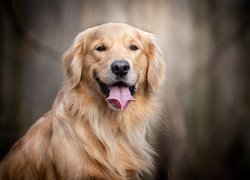 Pies, Golden retriever, Uśmiech, Jęzor