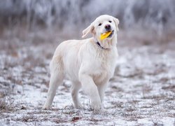 Golden retriever z zabawką w pysku