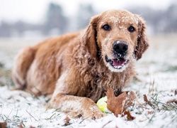 Golden retriever, Zima, Śnieg