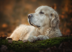 Smutny, Golden retriever