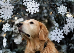 Biszkoptowy, Golden, Retriever, Świąteczne, Gwiazdki, Rozmycie