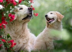 Golden retriever ze szczeniakiem