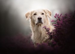 Pies, Golden retriever, Wrzosy