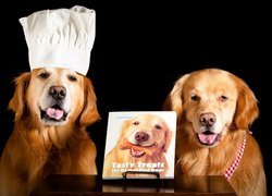 Golden retrievery obok książki