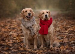 Golden retrievery w szalikach