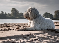 Goldendoodle leży na piasku w słońcu