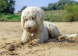 Goldendoodle z piłeczką na plaży