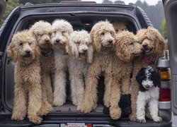 Goldendoodle