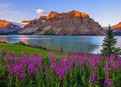 Kanada, Prowincja Alberta, Park Narodowy Banff, Góra Crowfoot Mountain, Jezioro Bow Lake, Kwiaty, Drzewa, Wschód słońca