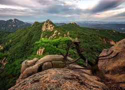 Korea Południowa, Góra, Mount Dobongsan, Skały, Lasy, Sosna, Park Narodowy Bukhansan