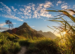 Tajlandia, Park Narodowy Thong Pha Phum, Góry, Góra Khao Chang Phueak, Ścieżka, Trawy, Wschód słońca