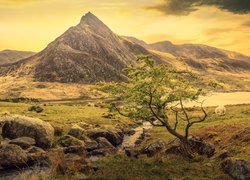 Góry, Góra Tryfan, Drzewo, Owca, Kamienie, Rzeka, Dolina, Ogwen Valley, Park Narodowy Snowdonia, Walia