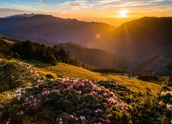 Górska dolina i kwitnące różaneczniki oświetlone promieniami słońca