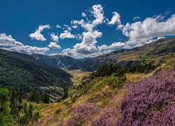 Lasy, Drzewa, Wrzosy, Dolina, Incles Valley, Soldeu, Góry, Pireneje, Andora