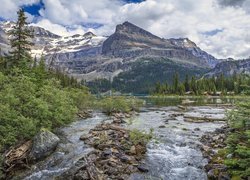 Kanada, Kolumbia Brytyjska, Park Narodowy Yoho, Góry Canadian Rockies, Jezioro O’Hara, Drzewa