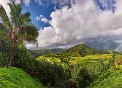 Stany Zjednoczone, Hawaje, Wyspa Kauai, Góry, Wzgórza, Palmy, Roślinność, Chmury, Tęcza
