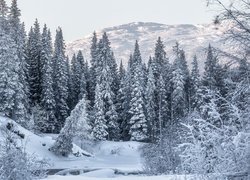 Góry i drzewa w śniegu