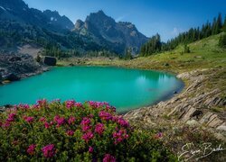 Stany Zjednoczone, Waszyngton, Park Narodowy Olympic, Staw, Upper Royal Basin, Góry, Drzewa. Kwiaty