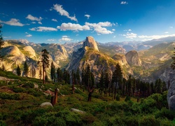 Stany Zjednoczone, Stan Kalifornia, Park Narodowy Yosemite, Góry, Drzewo