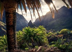Góry i palmy na wyspie Teneryfie