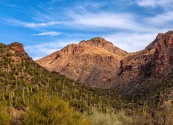 Stany Zjednoczone, Arizona, Tucson, Góry, Wąwóz, Sabino Canyon, Roślinność, Kaktusy