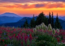 Stany Zjednoczone, Stan Waszyngton, Góry Kaskadowe, Wulkan, Mount St Helens, Łąka, Kwiaty, Zachód słońca