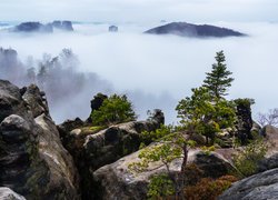 Drzewa, Las, Skały, Mgła, Góry Połabskie, Park Narodowy Saskiej Szwajcarii, Saksonia, Niemcy