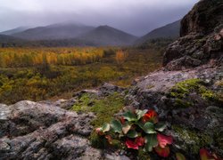 Góry Tigireckie, Skały, Mgła, Lasy, Jesień, Skały, Rośliny, Republika Ałtaju, Rosja