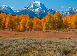 Jesień, Park Narodowy Grand Teton, Góry, Teton Range, Pożółkłe, Drzewa, Stan Wyoming, Stany Zjednoczone