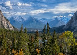 Park Narodowy Banff, Góry Skaliste, Drzewa, Lasy, Alberta, Kanada