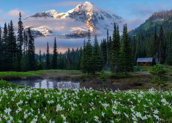 Góry w Parku Narodowym Mount Rainier