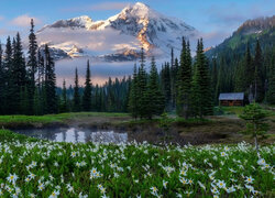 Kwiaty, Lilie lawinowe, Staw, Góry, Drzewa, Park Narodowy Mount Rainier, Stan Waszyngton, Stany Zjednoczone