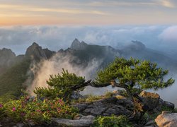 Góry Wolchulsan, Park Narodowy Wolchulsan, Skały, Sosna, Mgła, Wschód słońca, Korea Południowa