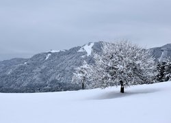 Zima, Góry, Wzgórza, Drzewa
