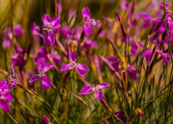 Różowe, Kwiaty, Goździki, Dianthus oschtenicus, Zbliżenie